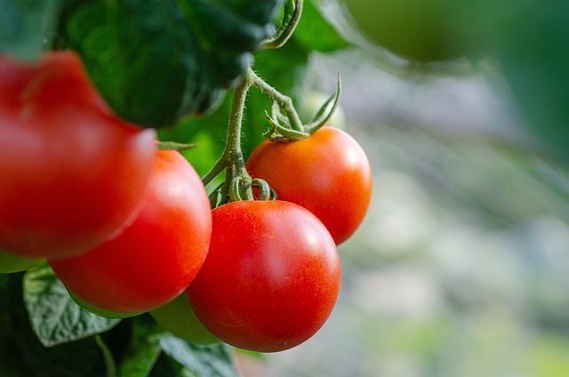 tomaten darmgesundheit