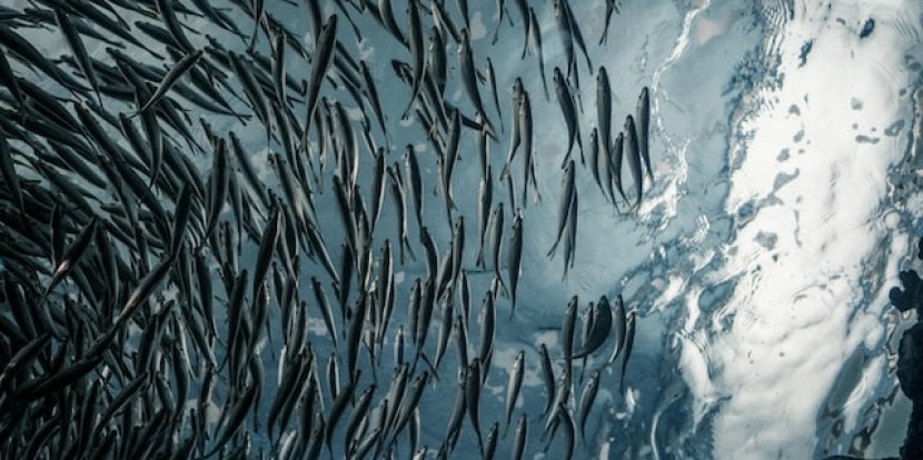 Schwarmintelligenz | Handeln wir klüger, wenn wir uns zusammenschließen?